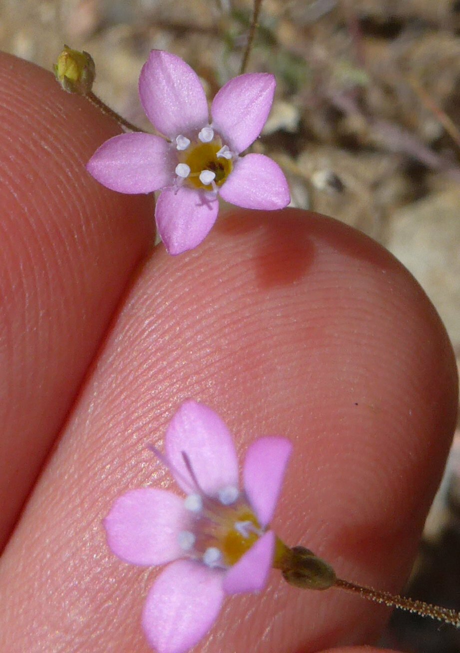 High Resolution Polemoniaceae(Fa) sp105 Flower